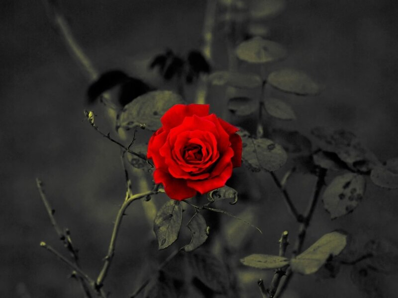 Red Rose on Bush — Dramatic, Photograph