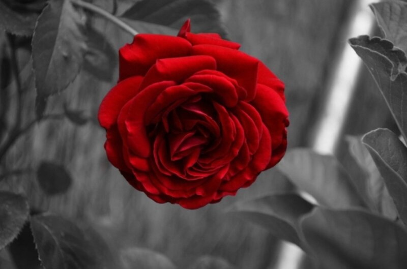 Red Rose on Bush — Dramatic