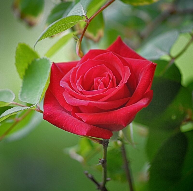 Red Rose on Bush