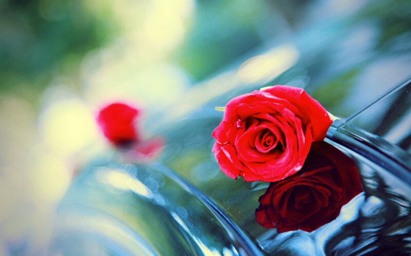 Red Rose on Car
