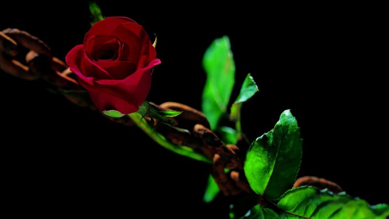 Red Rose on Chain