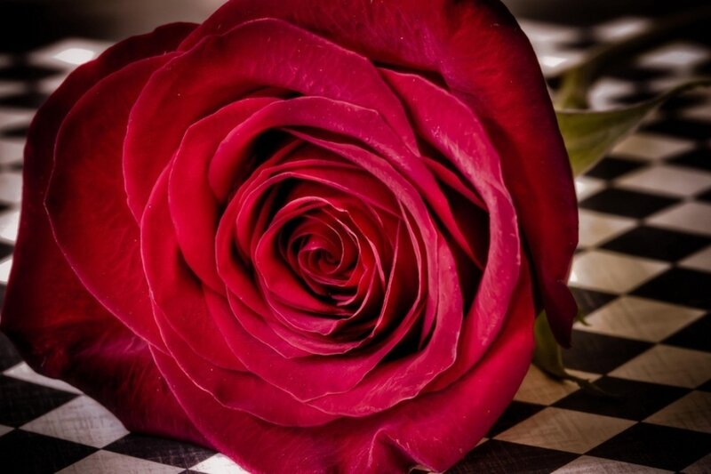 Red Rose on Checkered Surface — Dramatic