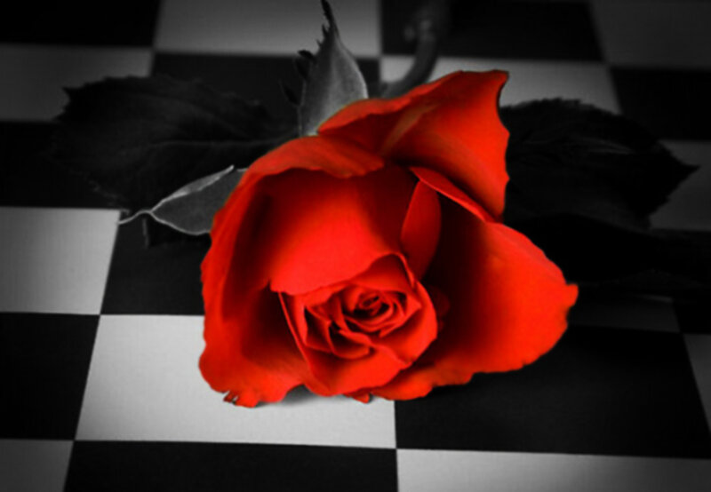 Red Rose on Checkered Surface