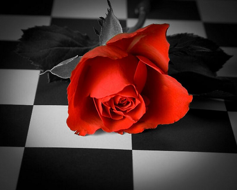 Red Rose on Chessboard