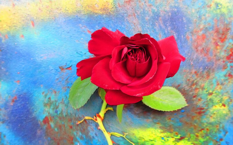 Red Rose on Colorful Surface
