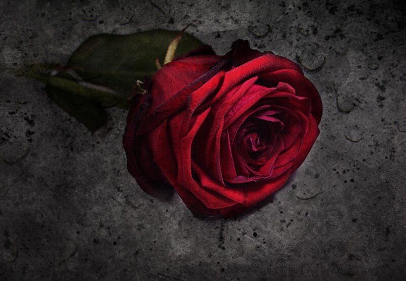 Red Rose on Concrete — Dramatic