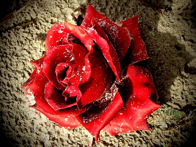 Red Rose on Concrete — Somber, Photograph