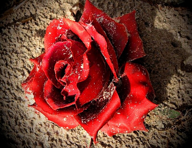 Red Rose on Concrete — Somber