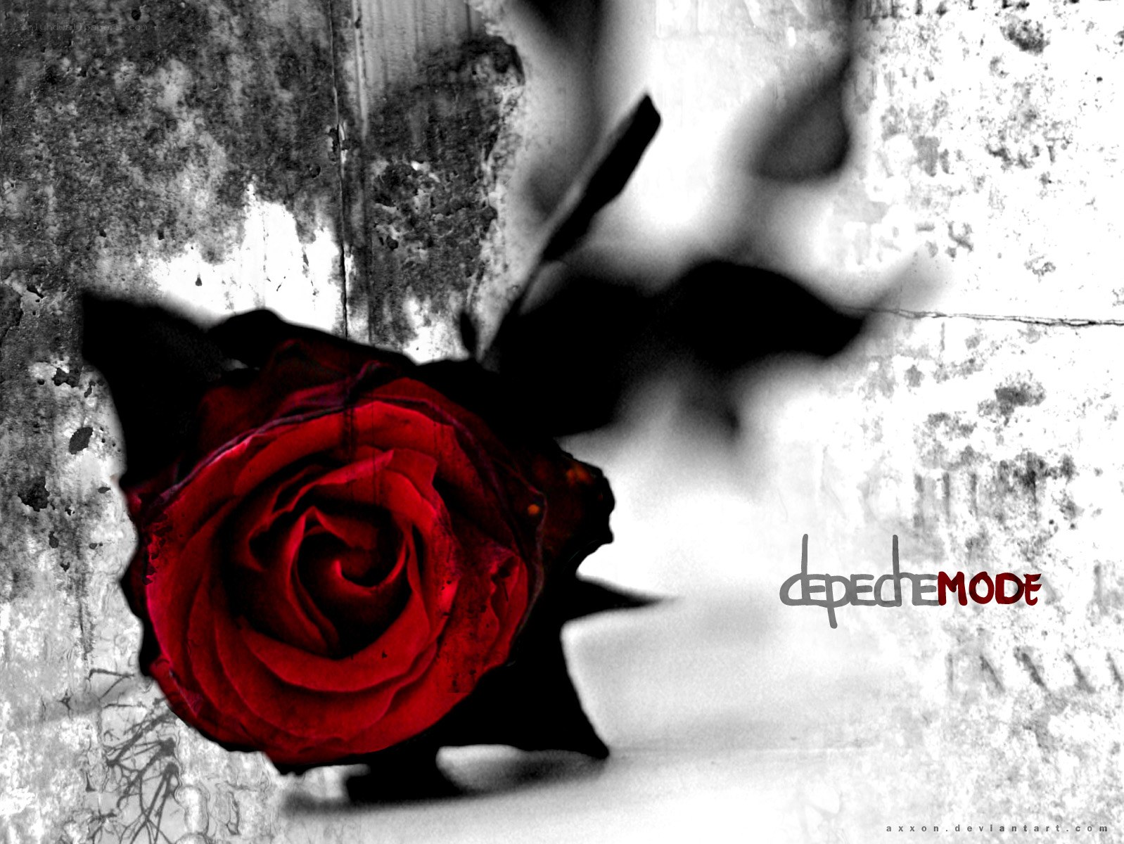 red rose on concrete