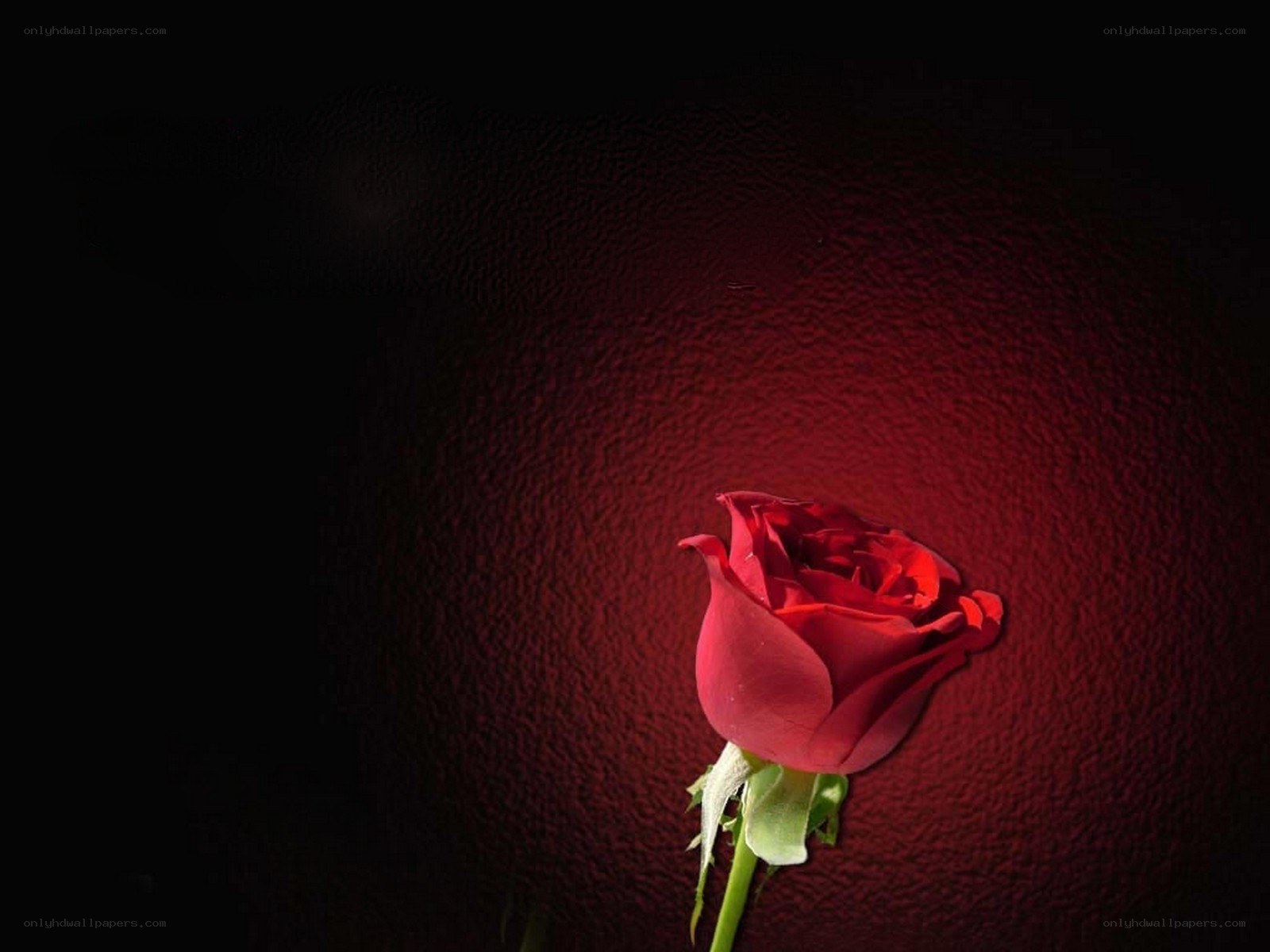 Red rose on dark background