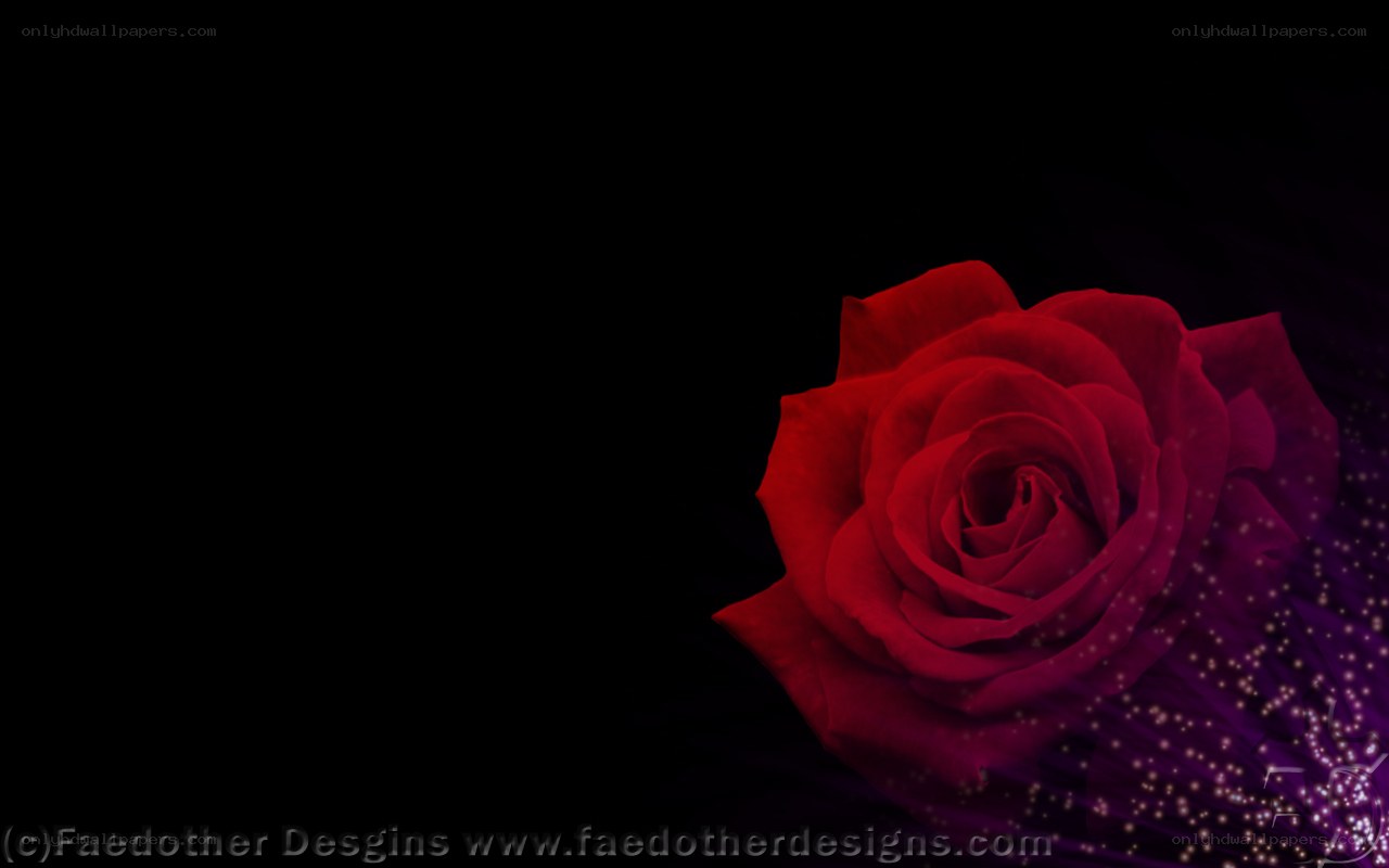 red rose on dark background