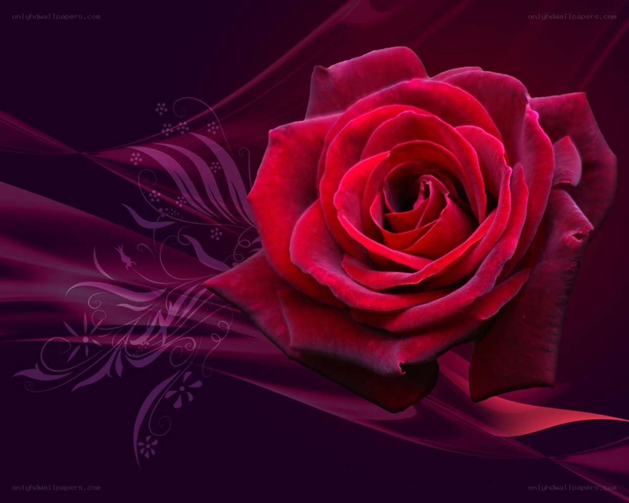 Red rose on dark background