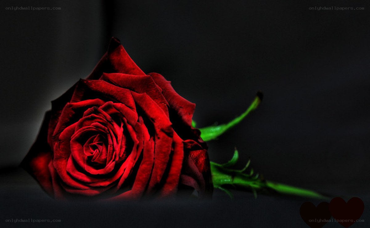 Red rose on dark background