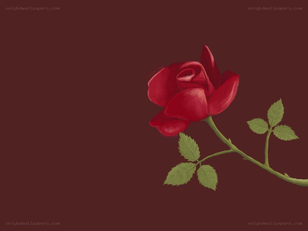 red rose on dark background