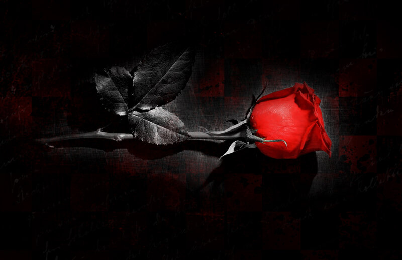 Red Rose on Dark Background — Black, Dramatic
