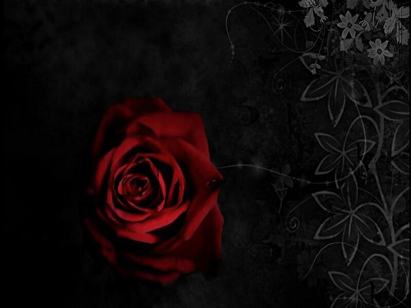 Red Rose on Dark Background — Black