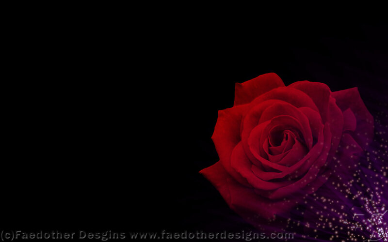 Red Rose on Dark Background — Dramatic, Night