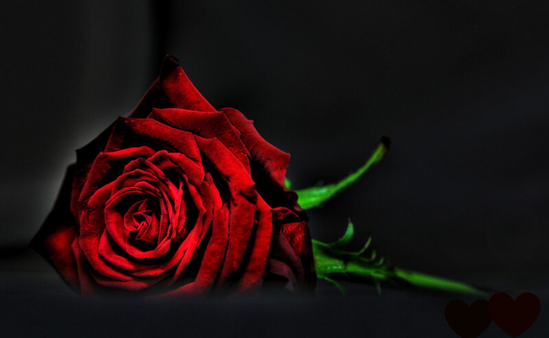 Red Rose on Dark Background — Dramatic, Photograph, Green Stem