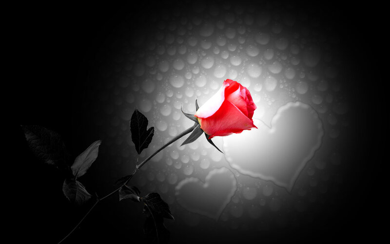 Red Rose on Dark Background — Dramatic, Photograph, Heart Shape