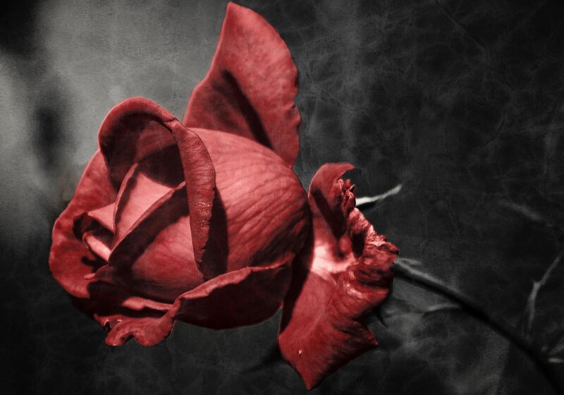 Red Rose on Dark Background — Dramatic, Photograph, Petals