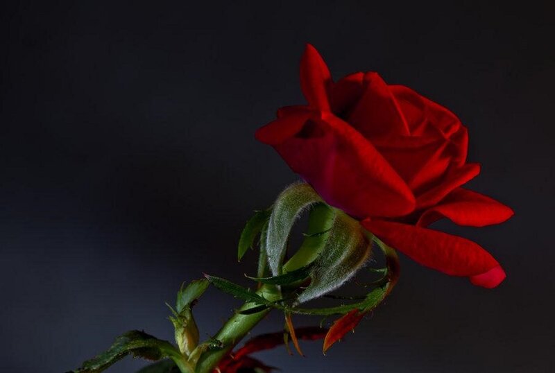 Red Rose on Dark Background — Dramatic, Photograph, Stem, Petals