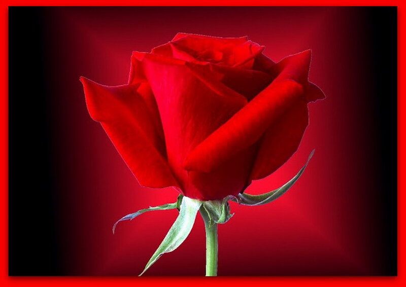 Red Rose on Dark Background — Dramatic, Photograph, Stem