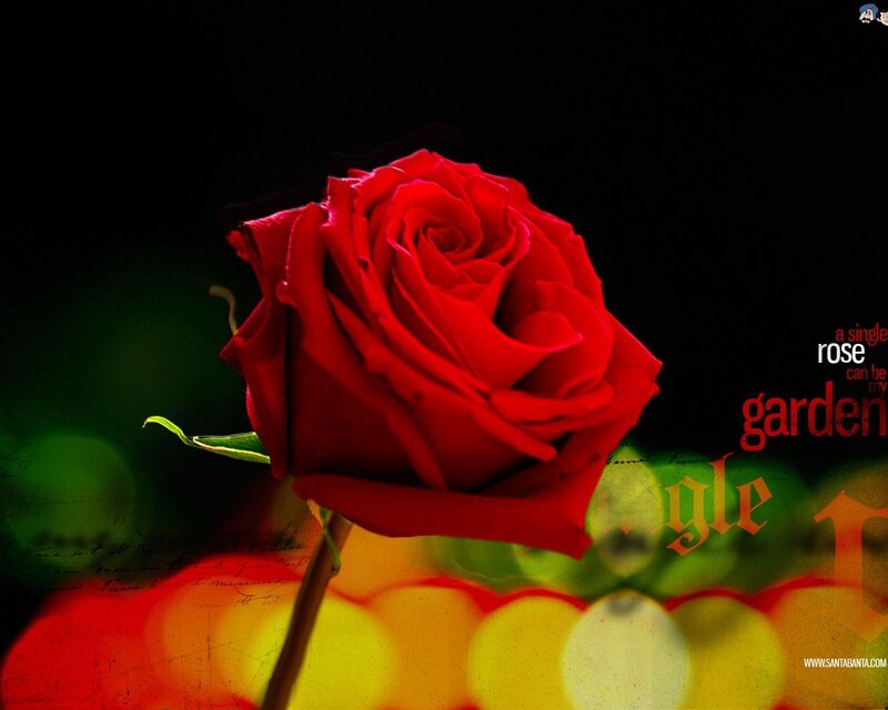 Red Rose on Dark Background — Dramatic, Photograph, Text