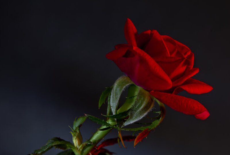 Red Rose on Dark Background — Dramatic, Photograph