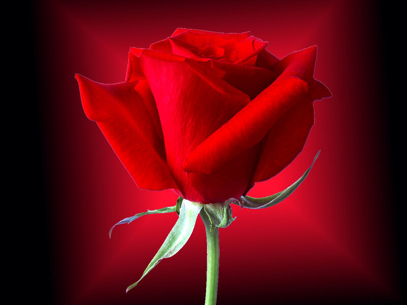 Red Rose on Dark Background — Dramatic