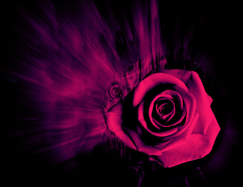 Red Rose on Dark Background — Magenta