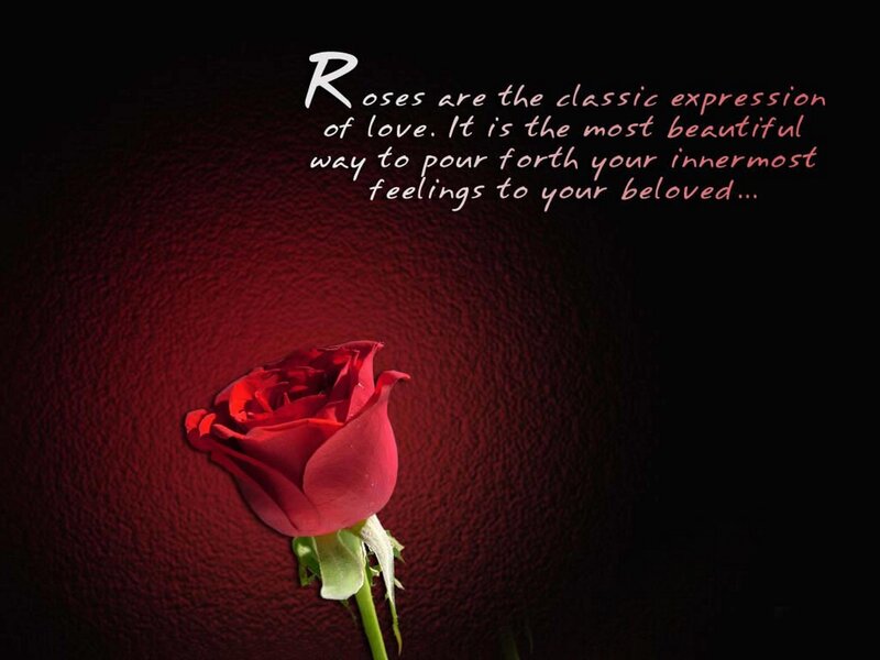 Red Rose on Dark Background — Romantic, Night