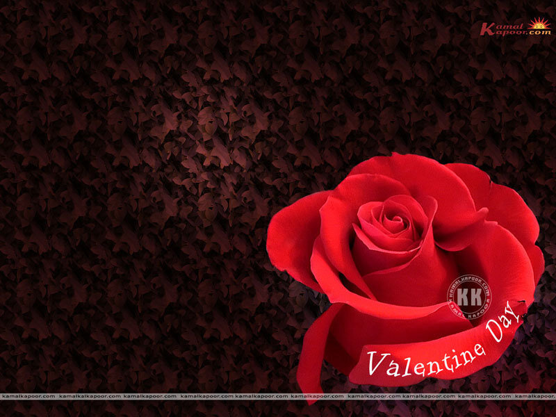 Red Rose on Dark Background — Romantic, Photograph
