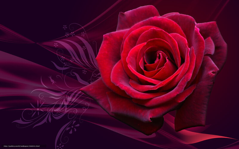 Red rose on dark background