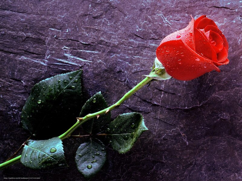 Red Rose on Dark Stone — Dramatic