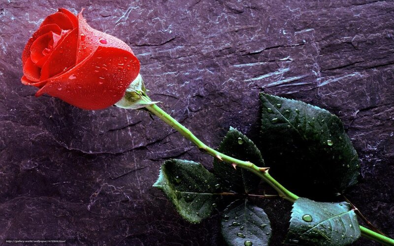 Red rose on dark stone