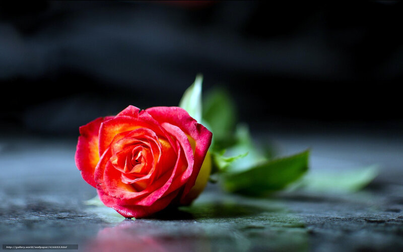 Red rose on dark surface