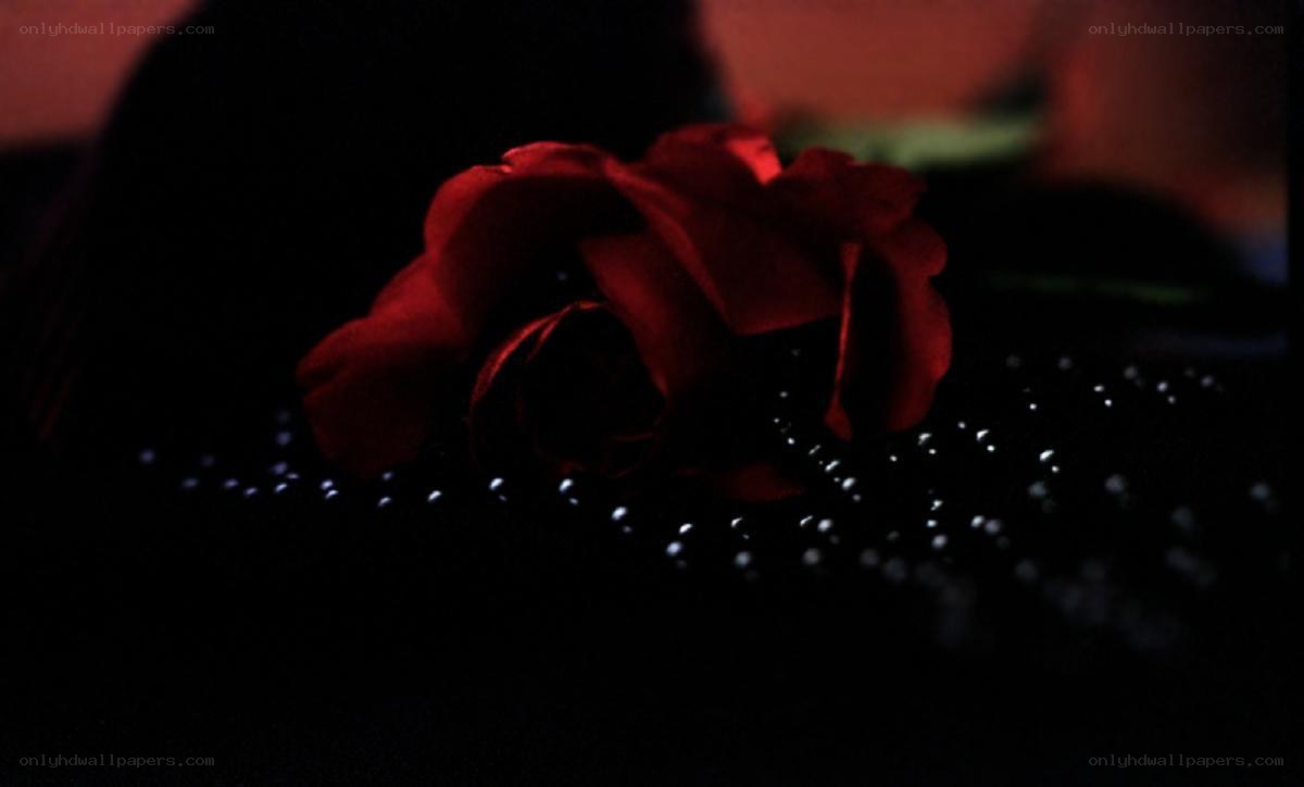Red rose on dark surface