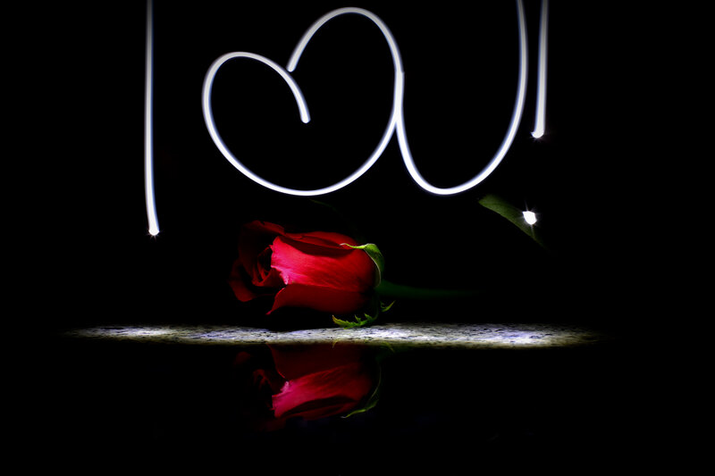 Red Rose on Dark Surface — Black