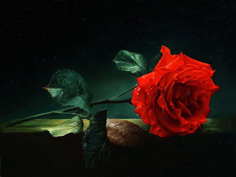 Red Rose on Dark Surface — Dramatic, Night, Painting