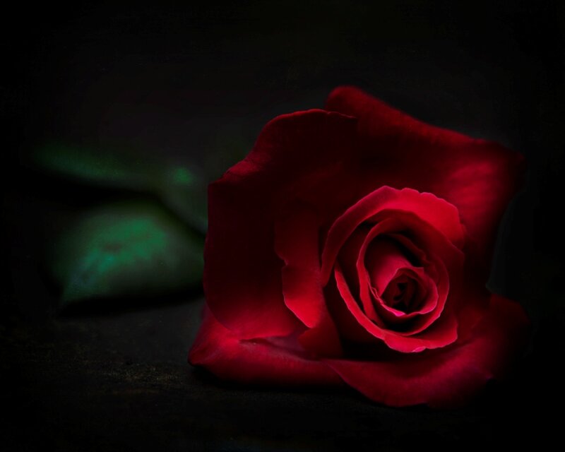 Red Rose on Dark Surface — Dramatic, Night, Photograph, Green Leaf
