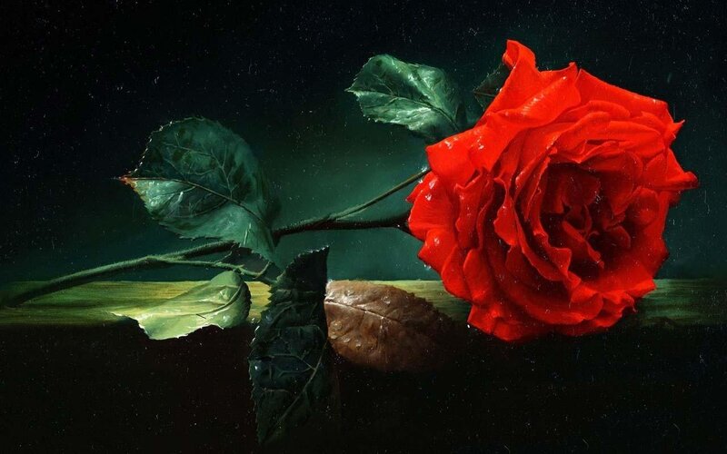 Red Rose on Dark Surface — Dramatic, Night, Photograph, Leaf, Stem