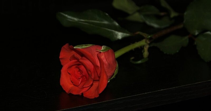 Red Rose on Dark Surface — Dramatic, Night, Photograph, Stem