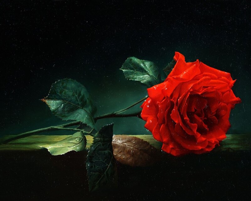 Red Rose on Dark Surface — Dramatic, Night, Photograph