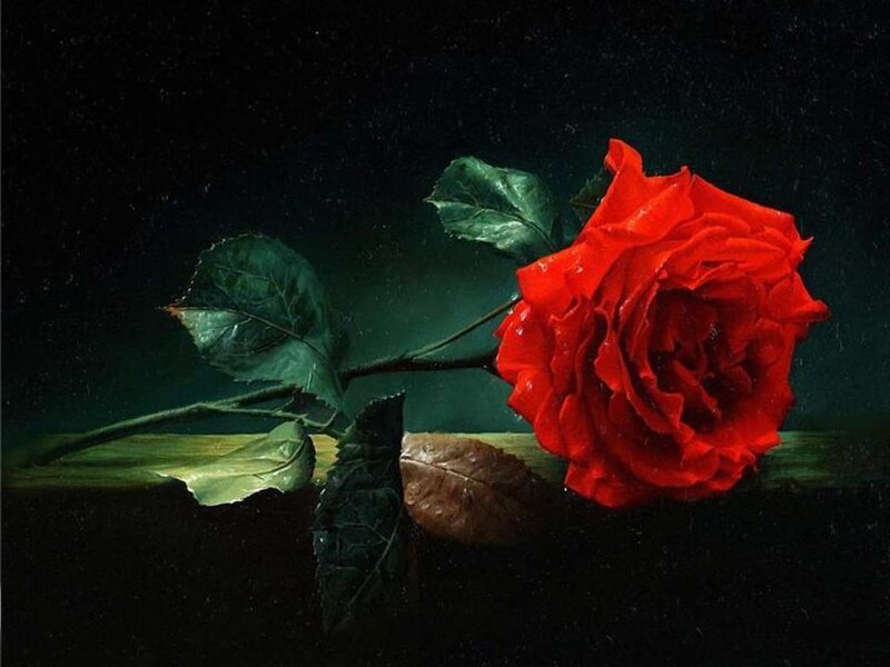 Red Rose on Dark Surface — Dramatic, Night