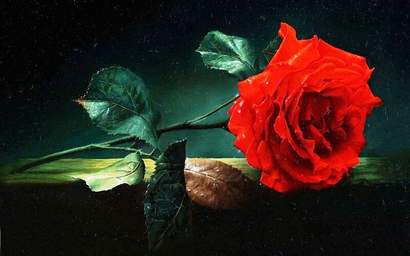 Red Rose on Dark Surface — Dramatic, Painting