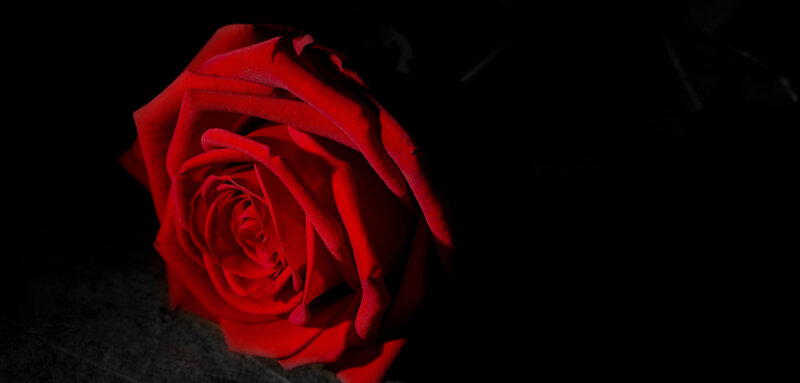 Red Rose on Dark Surface — Dramatic, Photograph, Dark Background