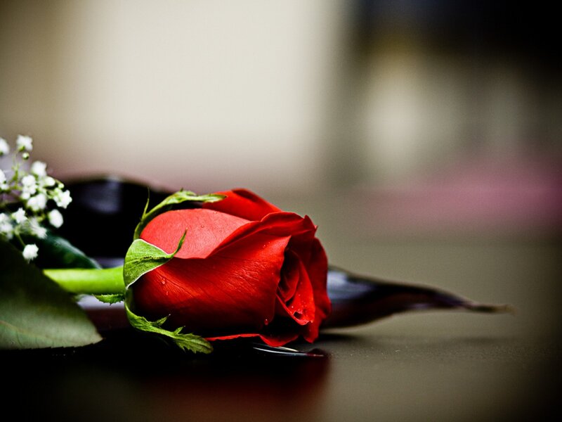 Red Rose on Dark Surface — Dramatic, Photograph, Green Leaves, Baby's Breath