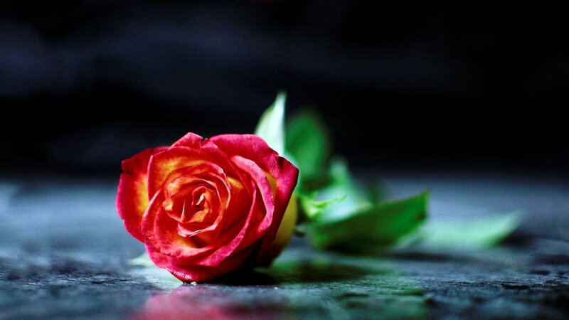 Red Rose on Dark Surface — Dramatic, Photograph, Green Leaves