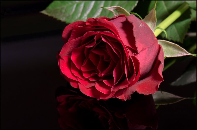 Red Rose on Dark Surface — Dramatic, Photograph, Leaf, Stem