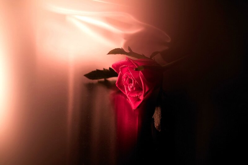 Red Rose on Dark Surface — Dramatic, Photograph, Leaf